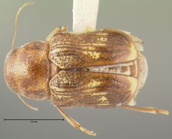 Media type: image;   Entomology 24946 Aspect: habitus dorsal view